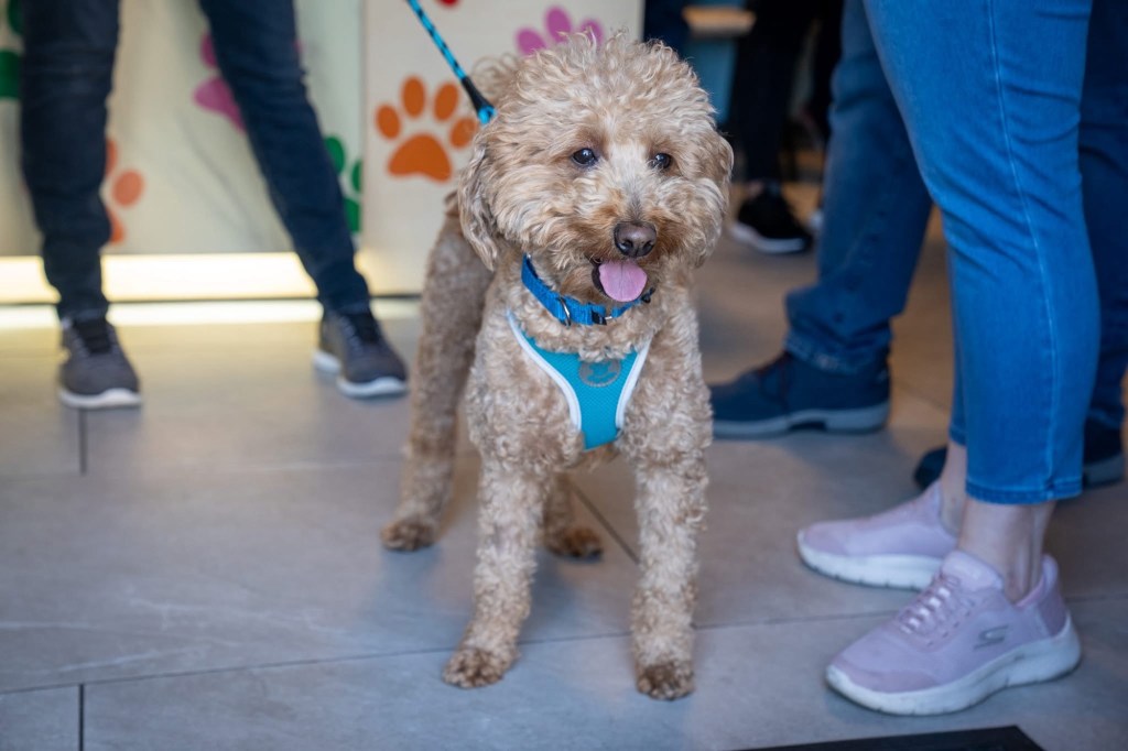 A small, apricot/golden colored poodle mix that was renamed ‘JetBlue’, wearing a bright blue collar and sky blue and white harness 